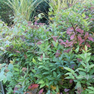 L'automne et ses beaux camaïeux! 