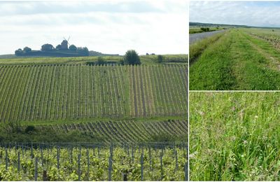 Dans les vignes champenoises