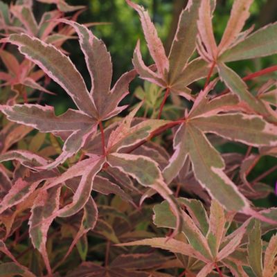 Acer palmatum Gwen's rose delight 🍁💚