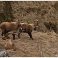 Bouquetin - capra ibex