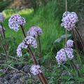 Darmera peltata