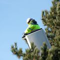 L'Homme descend de l'arbre?