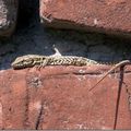 Un L&eacute;zard dans un mur L&eacute;zard&eacute;