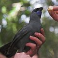 NOUVELLE-ZELANDE - Le Glaucope de Wilson (Kokako) fait son retour dans la forêt de Pirongia