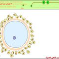 الإخصاب (الإلقاح) عند الثدييات