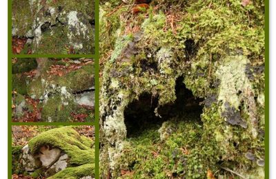 Halloween même dans la forêt du Risoux