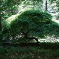 Une fantastique énigme végétale