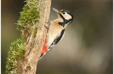 Pic épeiche : Dendrocopos major