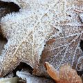 Premières gelées de l' Hiver 