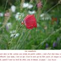 Quartier Drouot en direct du jardinet - Gentil coquelicot...