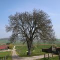 LE FRÊNE DE VOUXEY 88170, à surveiller comme ses congénères, et surtout hors forêt... Visite du 22 avril 2022.