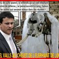 LA DEFENSE D'UN ELEPHANT SECTIONNE A LA TRONCONNEUSE