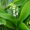 Mon muguet 