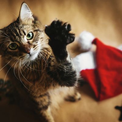 Les Chats 2025 de Country74