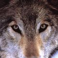 Bonjour les p'tits loups, Un article de SOS