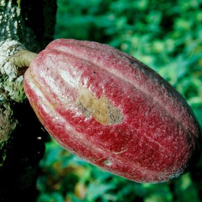 Actualité du chocolat : l’essor des circuits courts et équitables