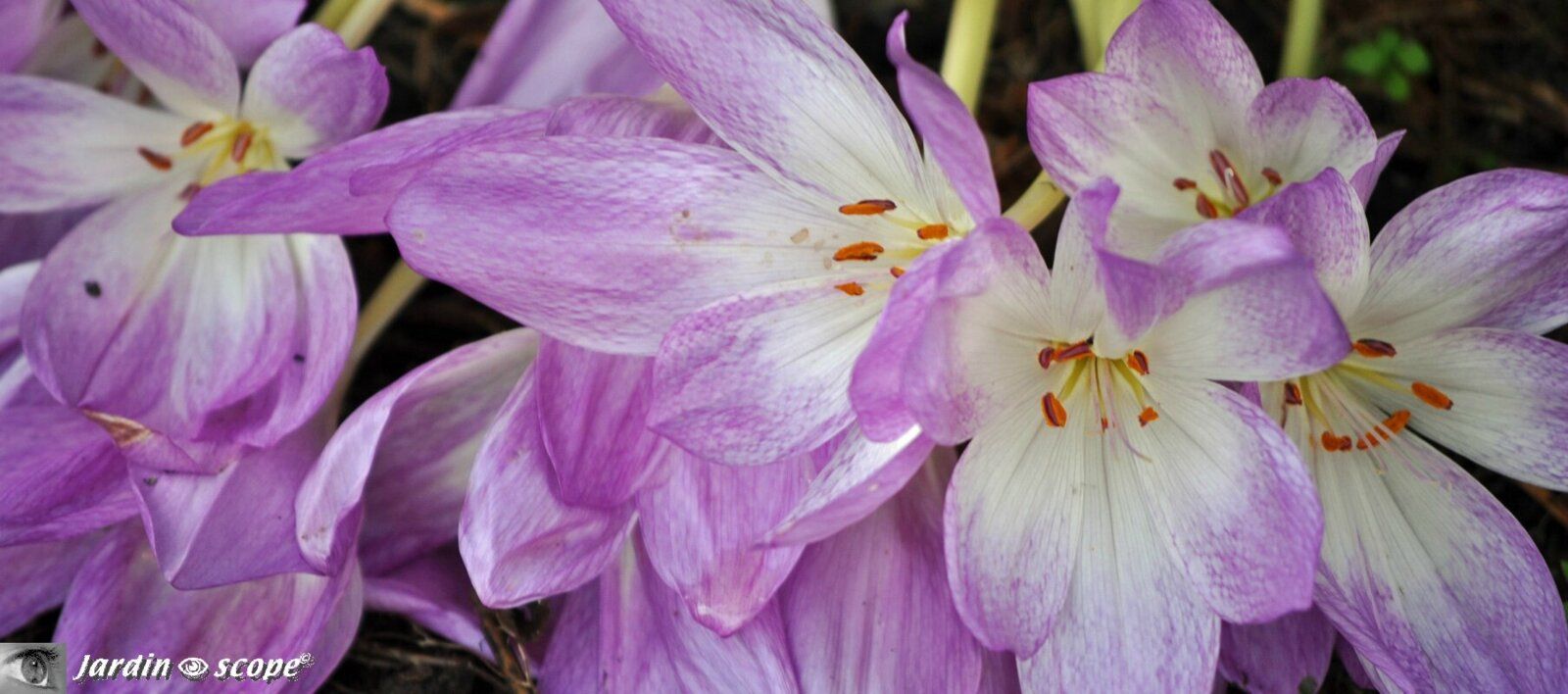 Colchique d'automne Colchicum autumnale
