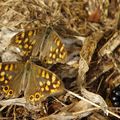 Couple de papillons