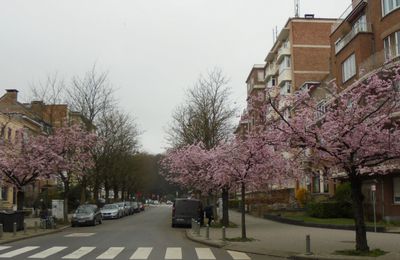 UN PEU DE PRINTEMPS SUR LE BLOG