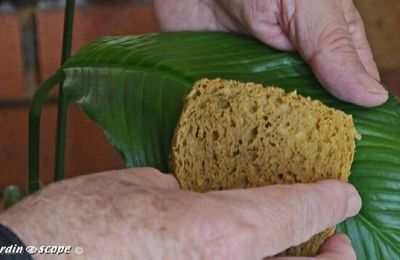 Comment prendre soins de vos plantes d'intérieur ?