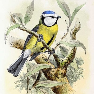 La mésange bleue, un petit oiseau vif et courageux