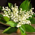 Muguet du jardin