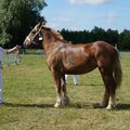 Concours élevage local - Bourbourg 2017