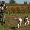 Chiens de traineaux 