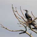 Cormoran au nid