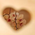Coeur d'orchidée