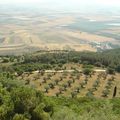 PLaNTeR uN aRBRe eN iSRaëL eN uN CLiC !