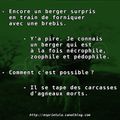 Encore un berger surpris en train de forniquer avec une brebis. -Y'a pire ! Je connais un berger qui est à la fois nécrophile...