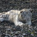 Un dimanche ... au parc des Félins : Les tigres blancs