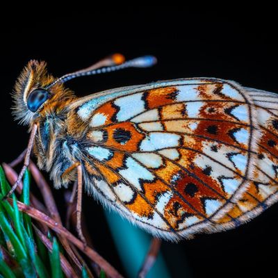 MES OEUVRES EMPRUNTES DU MOT 🦋 PAPILLON :) -- CHAPITRE 1 LA NOUVELLE D'ÉPOUVANTE- FANTASTIQUE : 🦋"PAPILLON"🦋