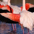 Flamants camarguais