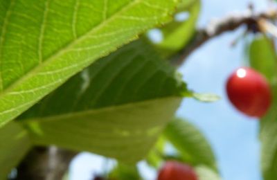 Les premières cerises de mon verger.