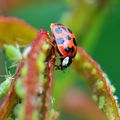 Une coccinelle