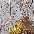 Le SDIS 33 n'assurera pas la destruction des nids de frelons asiatiques