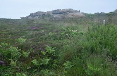 Ploumanac'h (Côtes d'Armor) sous la pluie le 28 mai 2017 (4)