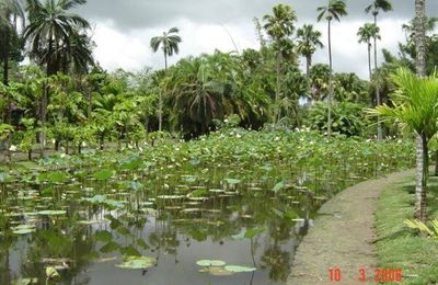 Ile Maurice : jardin de Pamplemousse 2