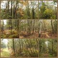 PROMENONS-NOUS DANS LES BOIS ...