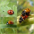 INSECTES EN TOUTE LIBERTÉ