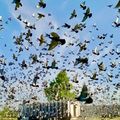  TOUJOURS SPECTACULAIRE LE LÂCHER DE MILLIERS DE PIGEONS NÉERLANDAIS.
