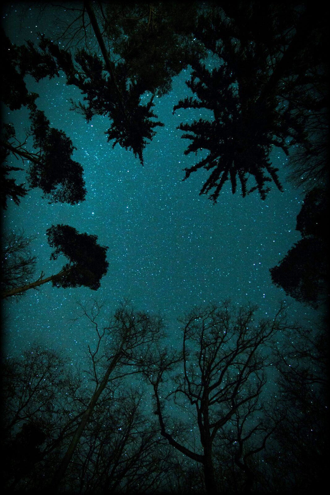 DYLAN THOMAS, ARBRES, FORÊTS, NATURE, BEAUTE, ETOILES, JOIE