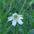 La Stellaire holostée (Stellaria holostea)