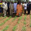 Cameroun: Agriculture de 2nde génération