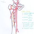 Réseau artériel du membre inférieur