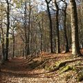 Promenons-nous dans les bois...