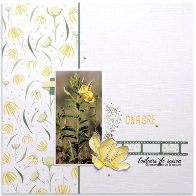 jaune onagre