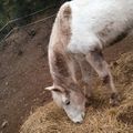 Jeudi 19 Décembre : Poney de Noël